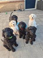 Labradoodle pups, enorm lief speels en sociaal❤️, Dieren en Toebehoren, Honden | Niet-rashonden, 8 tot 15 weken, Meerdere, Meerdere dieren