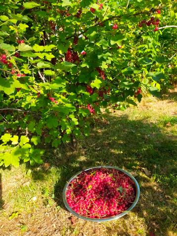 RODE BESSEN WITTE BESSEN AALBESSEN JAM SAP KWARK beschikbaar voor biedingen