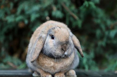 Gecastreerde ram in opvang zoekt huisje, Dieren en Toebehoren, Konijnen, Middelgroot, Mannelijk, 0 tot 2 jaar, Hangoor