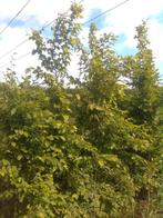 carpinus betulus 3 meter hoog, Tuin en Terras, Planten | Bomen, Ophalen, Zomer, Volle zon, Overige soorten