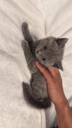 2 Britse korthaar kittens beschikbaar, Dieren en Toebehoren, Katten en Kittens | Dekkaters