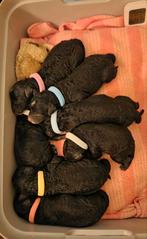 Middenslag poedel pups raszuiver, Parvo, Overige rassen, 8 tot 15 weken, Meerdere