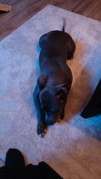 lieve blauwe Amerikaanse Stafford, Overige rassen, 1 tot 2 jaar, Teef, Eén hond