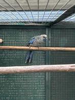 Pennant rosella parkiet, Dieren en Toebehoren, Vogels | Parkieten en Papegaaien, Meerdere dieren, Parkiet, Geringd