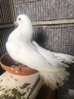 Witte kleur pauwstaart duifje mannetje te koop, Dieren en Toebehoren, Mannelijk, Postduif
