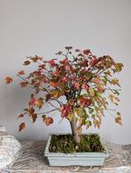 Acer Buergerianum  Bonsai, Tuin en Terras, Planten | Bomen, Bloeit niet, Halfschaduw, Minder dan 100 cm, Overige soorten
