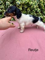 kaninchen/dwergteckel pup, Parvo, 8 tot 15 weken, Korthaar, Dwerg