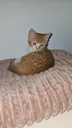 Kitten 3 maanden katertje, Dieren en Toebehoren, Katten en Kittens | Overige Katten, Poes, 0 tot 2 jaar