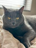 Herplaatsing: Kater Levi zoekt liefdevol thuis, Dieren en Toebehoren, Kater, Kortharig, 3 tot 5 jaar