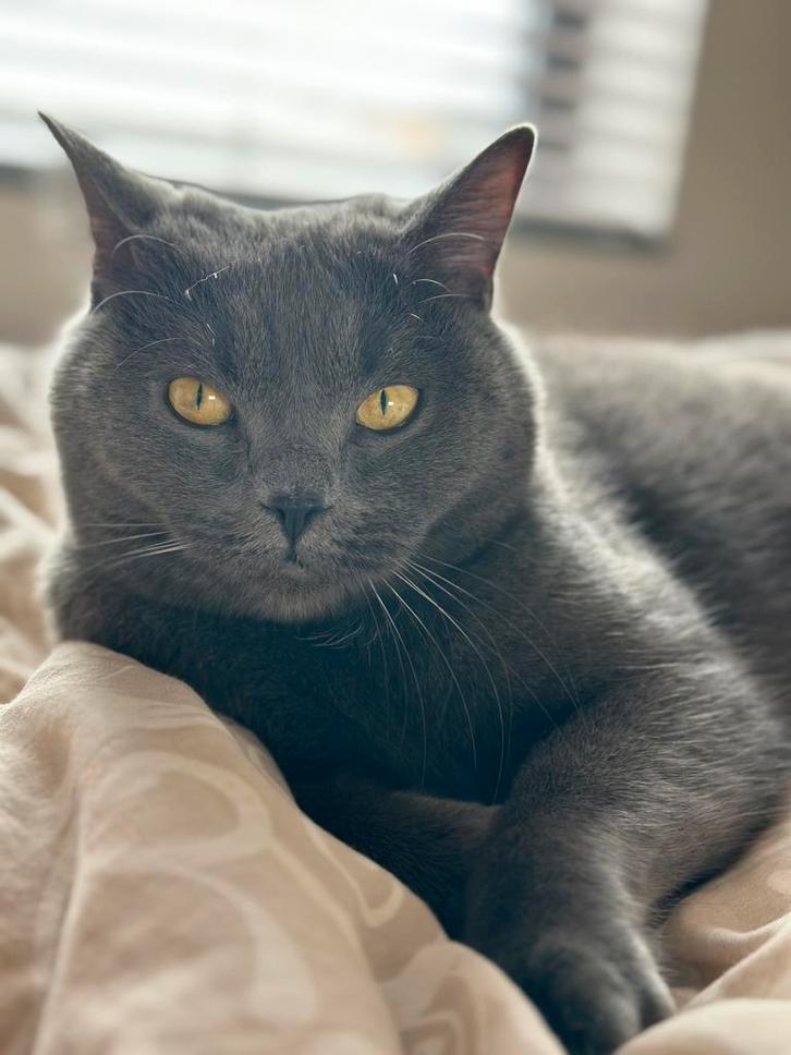 Herplaatsing: Kater Levi zoekt liefdevol thuis, Dieren en Toebehoren, Katten en Kittens | Overige Katten, Kortharig, Kater, 3 tot 5 jaar