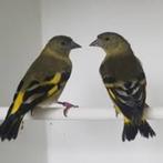 Te koop Zwartkopsijsen, Meerdere dieren, Tropenvogel, Tam