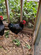 2 (barnevelder) hanen, Dieren en Toebehoren, Pluimvee, Mannelijk, Kip