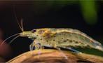 4 Grote Japonica / Amano garnalen XL, Dieren en Toebehoren, Vissen | Aquariumvissen, Kreeft, Krab of Garnaal, Zoetwatervis, Schoolvis