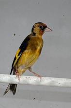 Parva Putter Te Koop, Dieren en Toebehoren, Vogels | Overige Vogels, Vrouwelijk, Wildzangvogel, Geringd