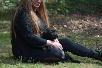 4 (nog twee) Mega leuke YorkiePoo x Teckel/Shihtzu  beschikbaar voor biedingen