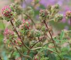 Kleine pimpernel, Tuin en Terras, Planten | Tuinplanten, Volle zon, Vaste plant, Zomer, Ophalen