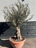 Olijfboom decoschaal 60/80 cm stamomtrek, Tuin en Terras, Planten | Bomen, 100 tot 250 cm, Olijfboom, Zomer, Ophalen