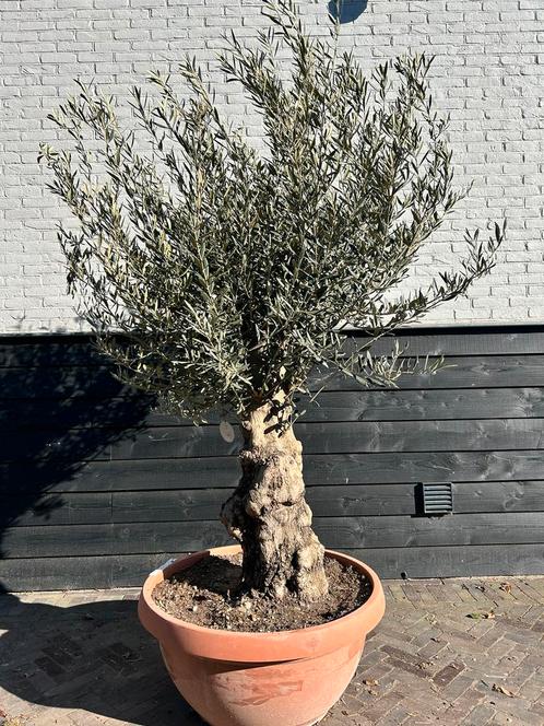Olijfboom decoschaal 60/80 cm stamomtrek, Tuin en Terras, Planten | Bomen, Olijfboom, 100 tot 250 cm, Volle zon, Zomer, Ophalen