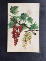 Eten, Druiven, Verzamelen, Ansichtkaarten | Themakaarten, Verzenden, 1920 tot 1940, Ongelopen, Overige thema's
