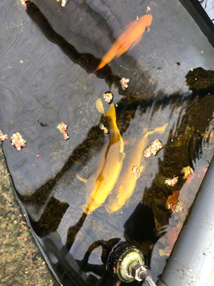 Koi karpers met BioSmart UVC vijverfilter, Tuin en Terras, Vijver-toebehoren, Zo goed als nieuw, Vijverfilter, Ophalen