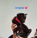 Kittens, Dieren en Toebehoren, Katten en Kittens | Overige Katten