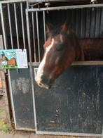 Te koop gevraagd rijpaard., Dieren en Toebehoren, Paarden, Ruin, Recreatiepaard