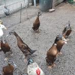 Indische loopeenden met en zonder kuif, flesseneend geringd, Meerdere dieren, Eend