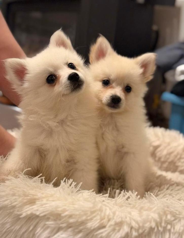 Prachtige Keeshond pups te koop, Dieren en Toebehoren, Honden | Poolhonden, Keeshonden en Oertypen, Meerdere dieren, Keeshond