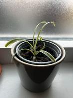 Graslelie stekjes - Diverse maten, Ophalen, Overige soorten, Halfschaduw, Minder dan 100 cm