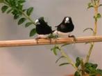 Te koop koppel glanssekster, Meerdere dieren, Tropenvogel