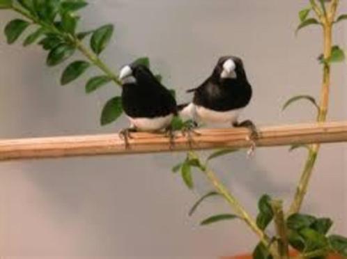 Te koop koppel glanssekster, Dieren en Toebehoren, Vogels | Overige Vogels, Tropenvogel, Meerdere dieren