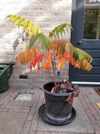 Fluweelboom (Rhus) - Prachtige Herfstkleuren!, Tuin en Terras, Ophalen, Minder dan 100 cm