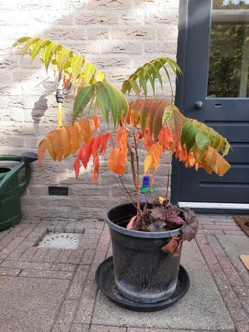 Fluweelboom (Rhus) - Prachtige Herfstkleuren! beschikbaar voor biedingen