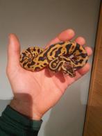Nk25 Leopard het.pied, Slang, 0 tot 2 jaar