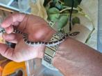 Rattenslang., Dieren en Toebehoren, Reptielen en Amfibieën, Slang, 0 tot 2 jaar