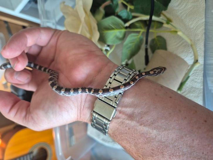 Rattenslang., Dieren en Toebehoren, Reptielen en Amfibieën, Slang, 0 tot 2 jaar