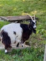 Nieuwe huisvestiging voor onze geiten, Dieren en Toebehoren, Schapen, Geiten en Varkens, Meerdere dieren, Geit, 6 jaar of ouder