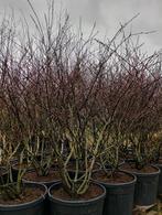 Amelanchier krentenboompje meerstammig leverbaar tot 225 cm, Ophalen of Verzenden, Overige soorten, Struik, 100 tot 250 cm