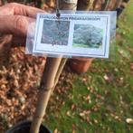 Pindakaasboom - Bijzondere tuinboom, Overige soorten, 100 tot 250 cm, Zomer, Ophalen