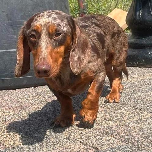 Dekreu dwergteckel Pablo, Dieren en Toebehoren, Honden | Teckels en Dashonden, Reu, Korthaar, Dwerg, Particulier, Eén hond, Nederland