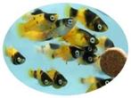 Nieuw binnen!!! platy bumble bee!!!, Vis, Zoetwatervis