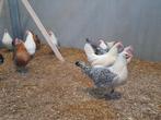 Jonge hennen groninger meeuwen, Dieren en Toebehoren, Vrouwelijk, Kip