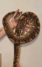 Ballpython- koningspython- python regius, Dieren en Toebehoren, Slang, Tam, 3 tot 6 jaar