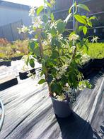 **Trachelospermum jasminoides Jasmijn, Ophalen, Zomer, Volle zon
