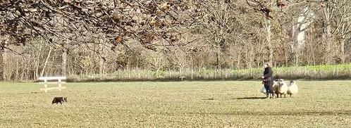 Weide/weiland/veld gezocht!!, Dieren en Toebehoren, Stalling en Weidegang