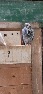 Figurita duiven zwartbont, Dieren en Toebehoren, Vogels | Duiven, Meerdere dieren, Overige soorten