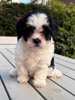 Lieve Boomer pup, CDV (hondenziekte), Overige rassen, 8 tot 15 weken, Meerdere