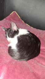 Kittens, Dieren en Toebehoren, Katten en Kittens | Raskatten | Korthaar, Kater, Ontwormd, 0 tot 2 jaar