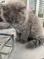 Brits koorthaar kitten, Dieren en Toebehoren, Katten en Kittens | Overige Katten, Poes, 0 tot 2 jaar