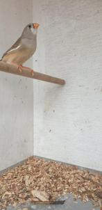 Mooie zebravink pop, Dieren en Toebehoren, Vrouwelijk, Tropenvogel